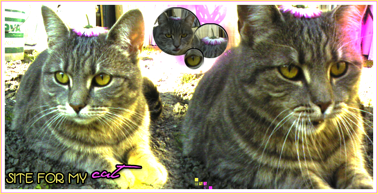 ╚ Dagi=Man ╗ ☺ SAMC ☺ SITE ABOUT MY CAT! ☺ Oldal a macskmrl <33